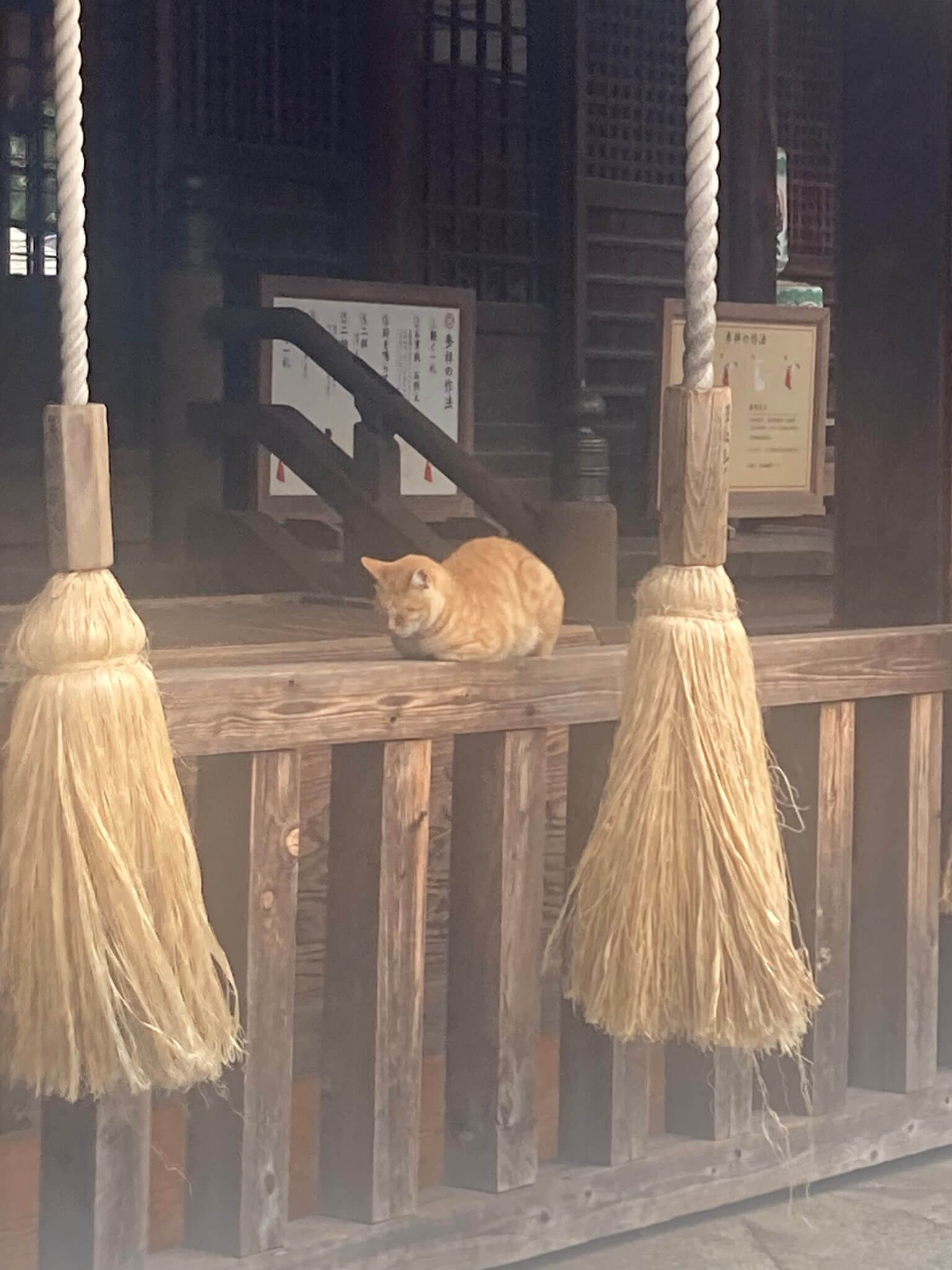 お賽銭箱の前で眠る猫 in 小倉城内にある八坂神社