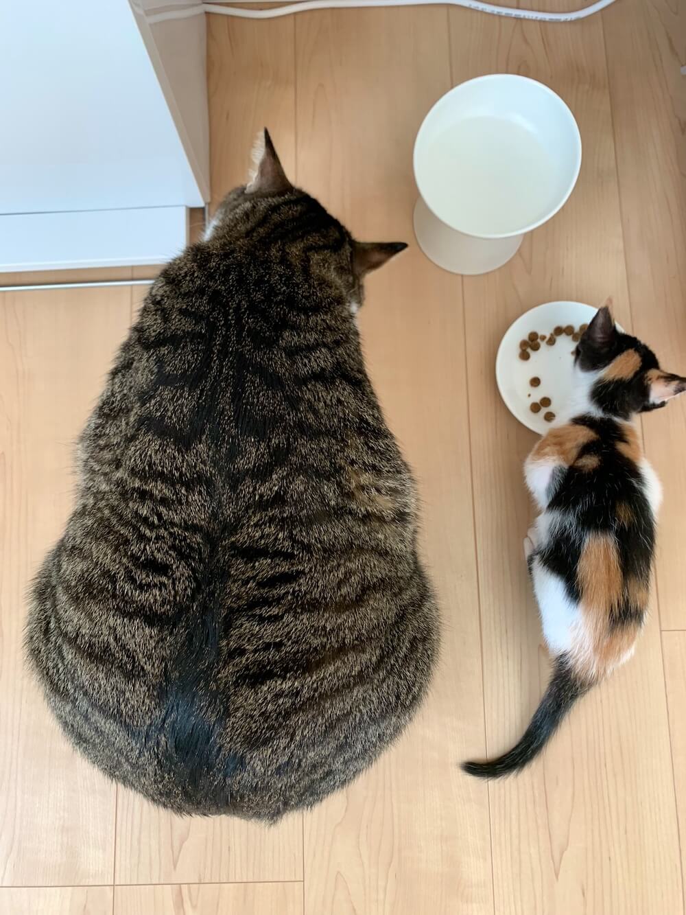 体格差が大きすぎる2匹の猫が並んでごはんを食べる様子