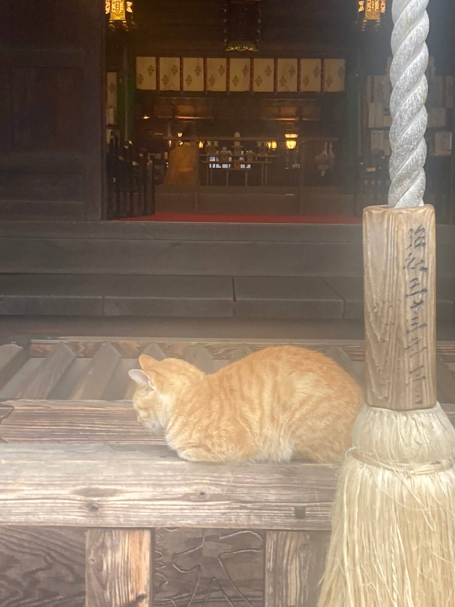 お賽銭箱の前で香箱座りをする茶トラ猫 in 小倉城内にある八坂神社