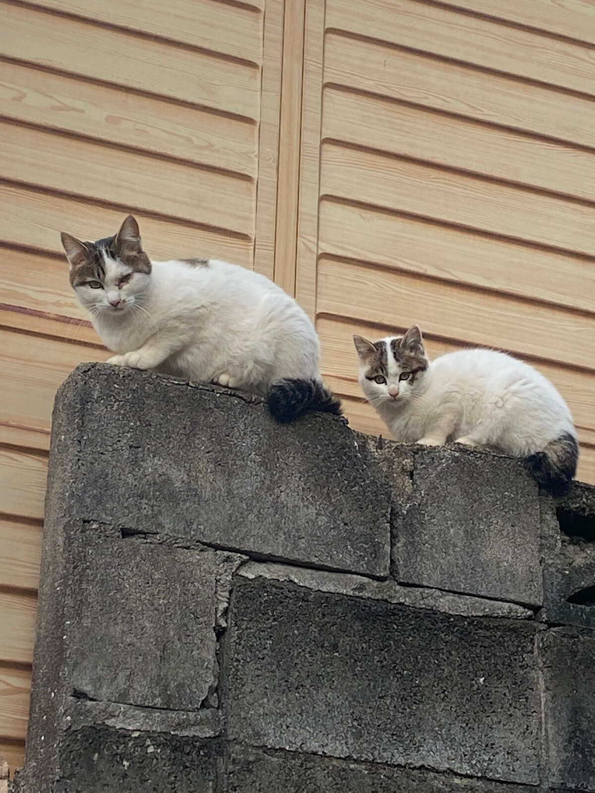 塀の上に座る猫