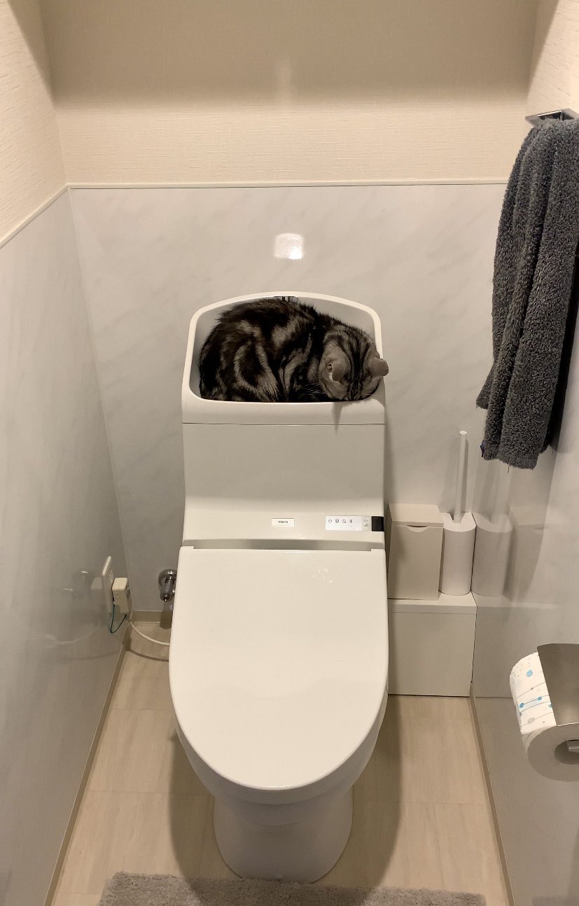 トイレタンクのフタの凹みでごめん寝をする猫