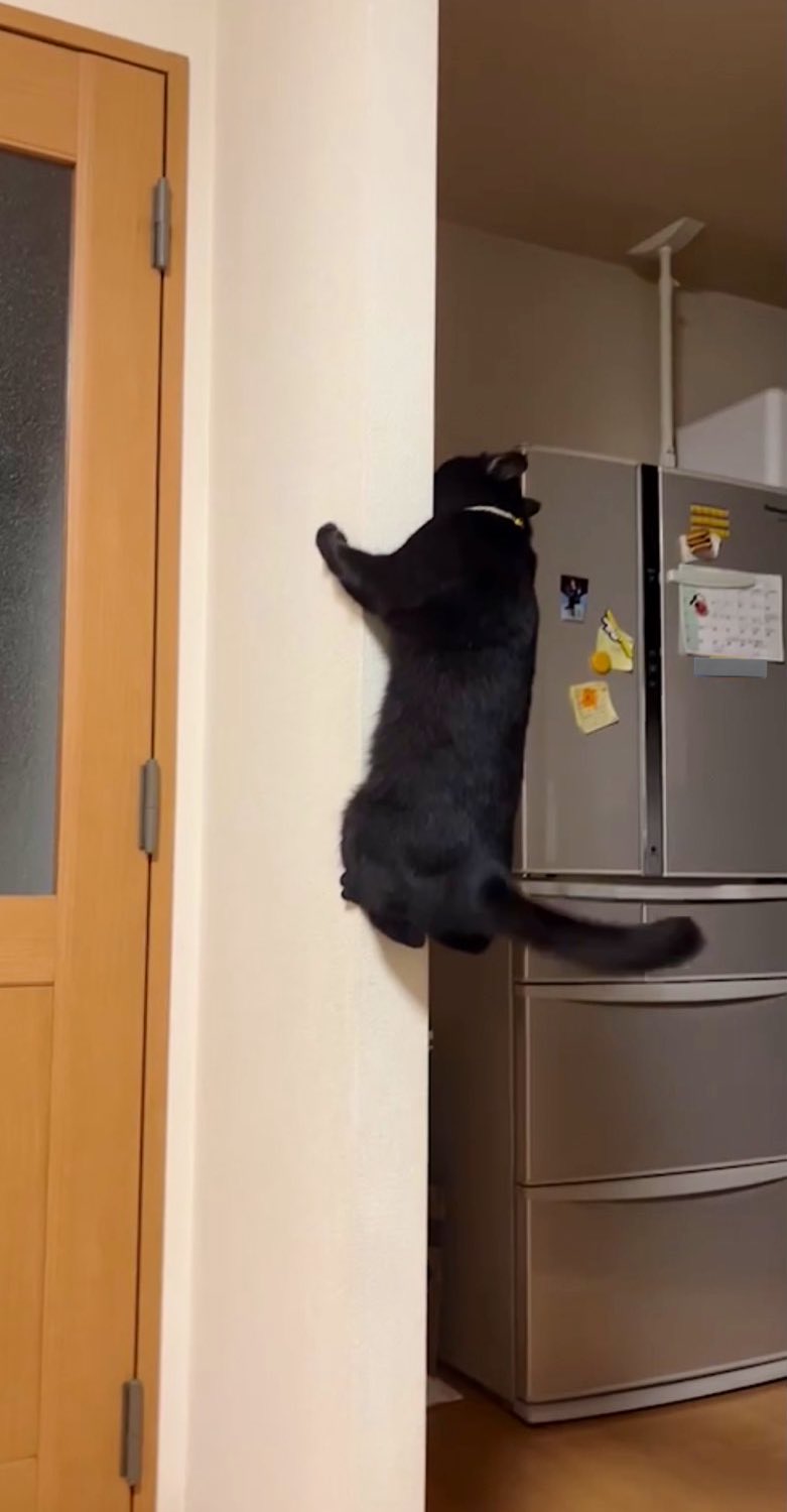 部屋の壁をよじ登る黒猫