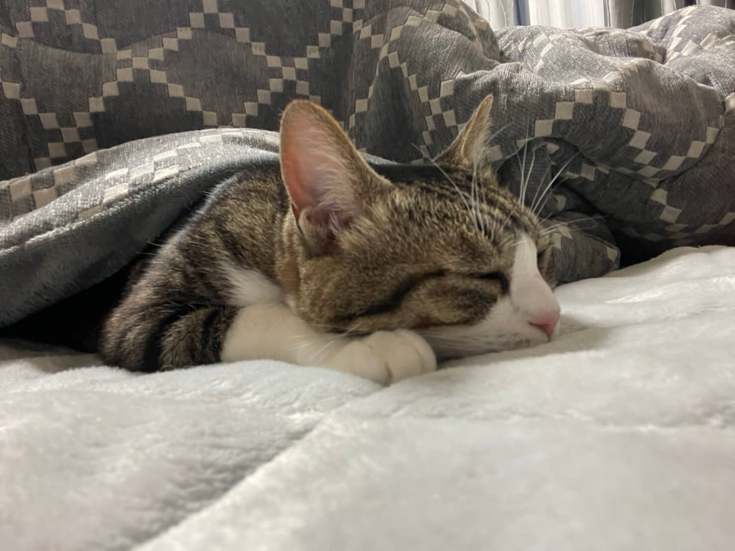 コタツで眠る猫のイメージ写真
