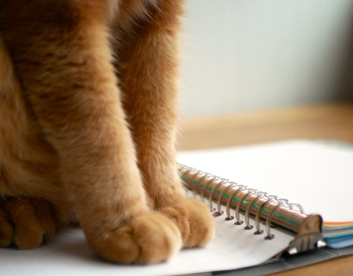 ノートに座って勉強の邪魔をする猫のイメージ写真