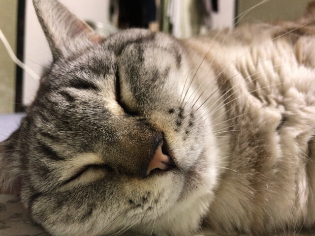猫の寝顔がすぐそばにあるイメージ写真