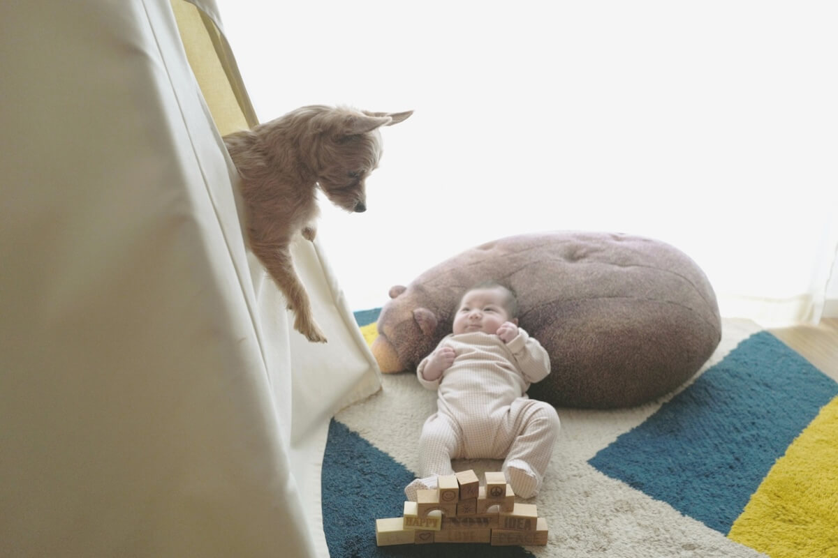 犬が人間の赤ちゃんを見つめるイメージ写真