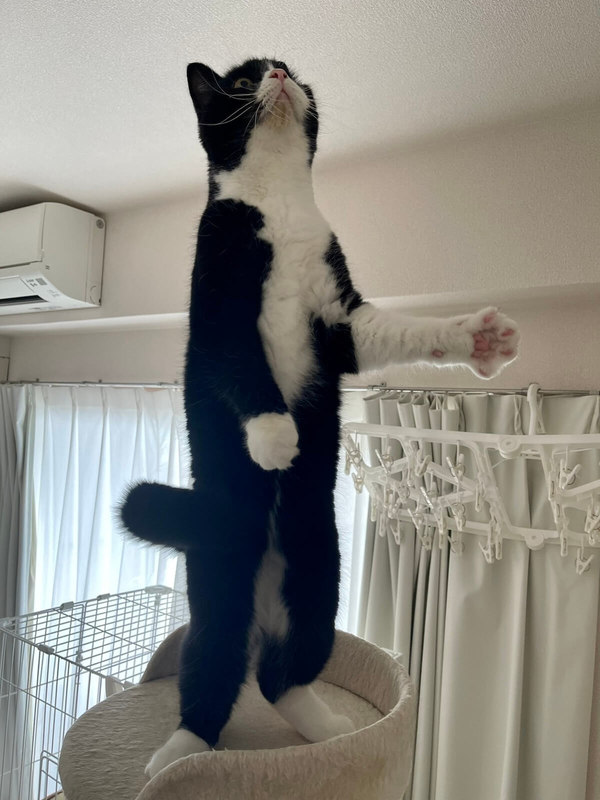 垂直に立つ猫を前方から見たイメージ