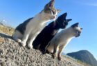 3匹の猫がそろって前のめりすぎw 瀬戸内海に浮かぶ猫島・佐柳島で撮影された猫たち、その視線の先にあるものとは？