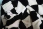 【これは踏んでしまう】白黒模様の猫がチェック柄の毛布と完全に同化→飼い主さんも気づかないほどのカモフラージュぶりに驚きの声