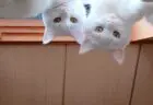 目を覚ますと逆さまになった2匹の猫に凝視されていた…！朝からすごい猫圧にさらされた飼い主さんの驚愕の体験とは