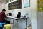 役所の中で待っていると猫が突然やってきた！タイに15年住んでいる日本人が現地で見た驚きの光景とは？