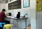 役所の中で待っていると猫が突然やってきた！タイに15年住んでいる日本人が現地で見た驚きの光景とは？