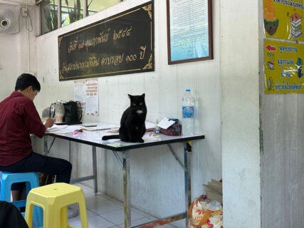 役所の中で待っていると猫が突然やってきた！タイに15年住んでいる日本人が現地で見た驚きの光景とは？