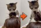 新手の猫ヘアスタイリストが現れた？飼い主さんの髪の毛に一生懸命かぶりつく猫ちゃんの衝撃映像が公開