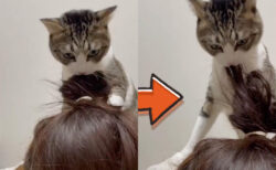 新手の猫ヘアスタイリストが現れた？飼い主さんの髪の毛に一生懸命かぶりつく猫ちゃんの衝撃映像が公開