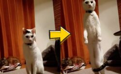 なぜ猫なのにまっすぐ立てるのか…6.4頭身の猫ちゃんが見せる人間のような直立ポーズ、その立ち上がる瞬間を捉えた映像に迫る