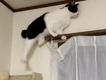 猫は後ずさりする時どこを見ているの？カーテンレールから降りる猫の動きが器用すぎる→左手で体を固定する高度なテクニックも披露