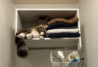 「そこにタオルをいれたいです」一生懸命に洗濯物を畳んだ飼い主さん、棚に収納しようとしたら猫に占領されてしまう事案が発生