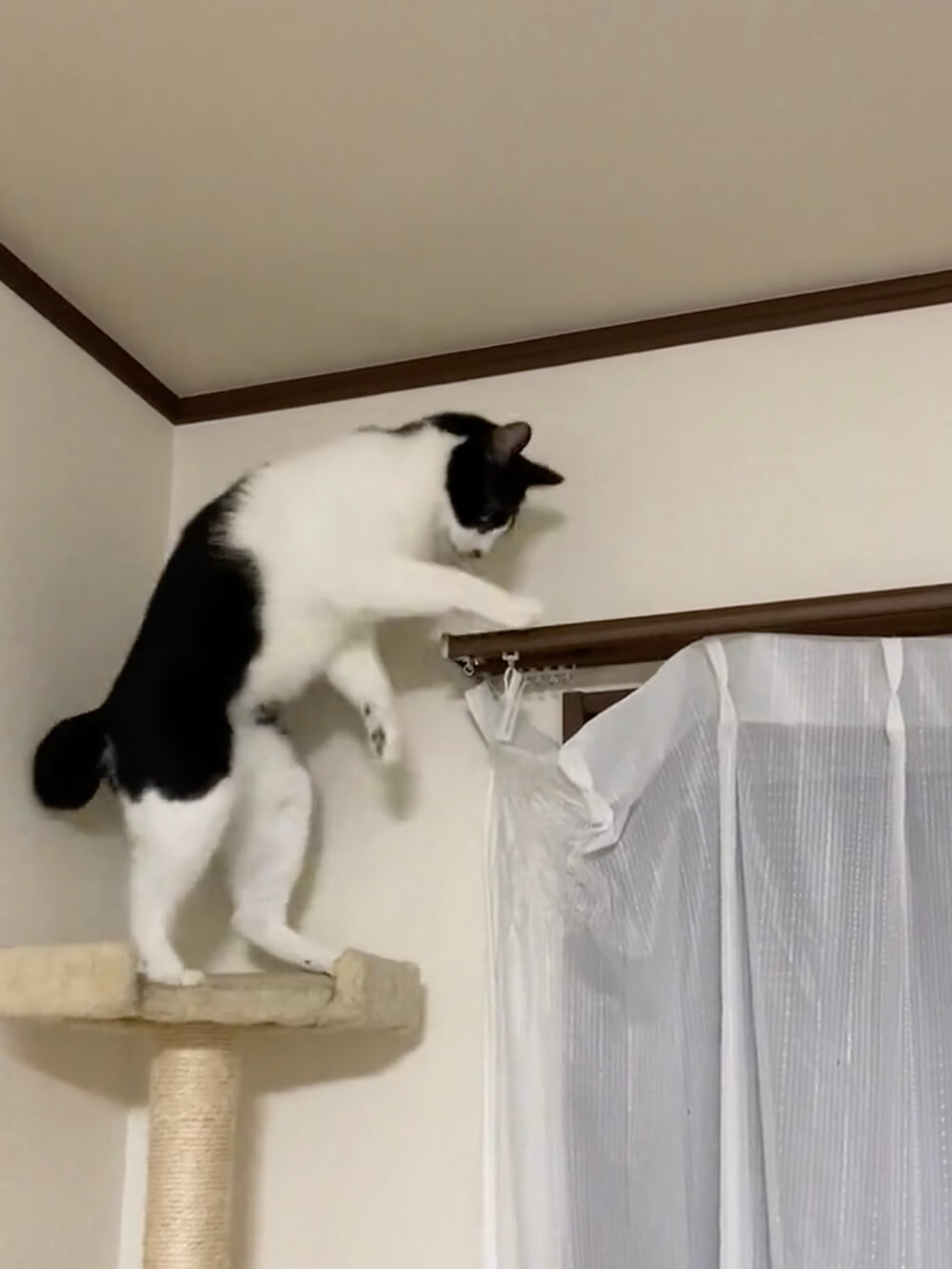 カーテンレールの高さを確認する猫