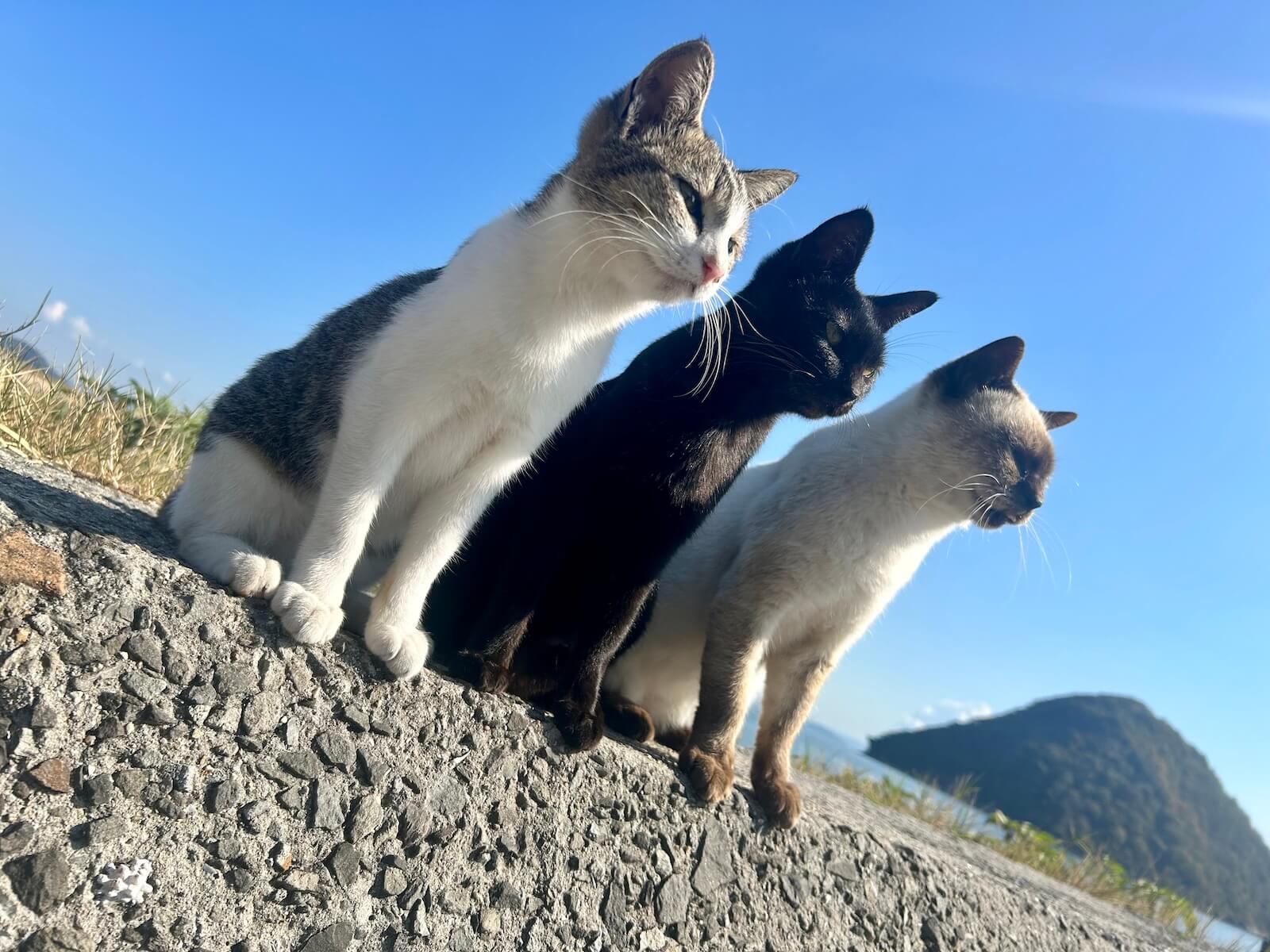 香川の猫島・佐柳島の防波堤に並ぶ3匹の猫たち