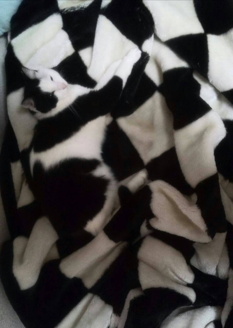 白黒チェック柄の毛布に同化した猫の写真