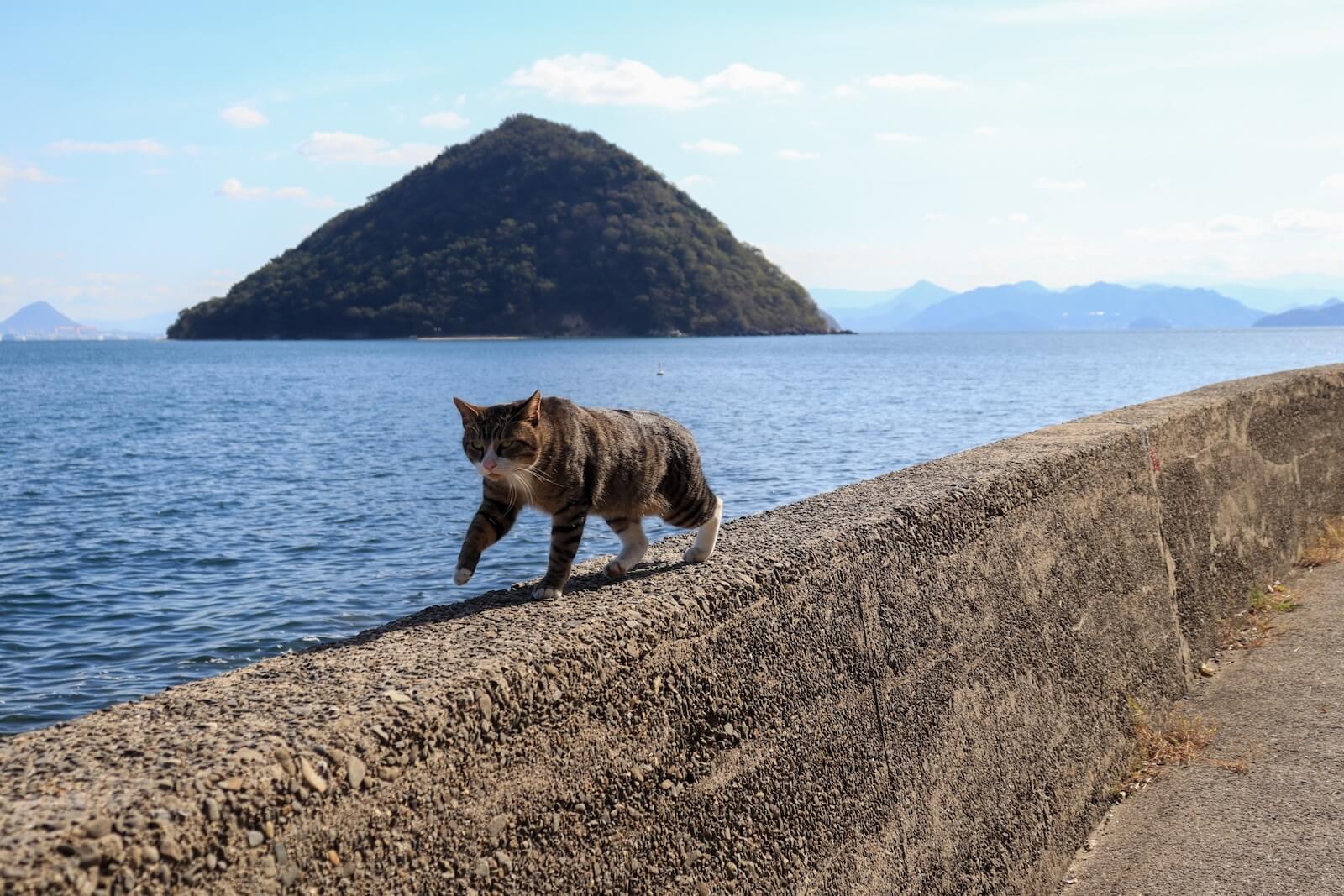 瀬戸内海の猫島・佐柳島の防波堤を歩く猫のイメージ写真