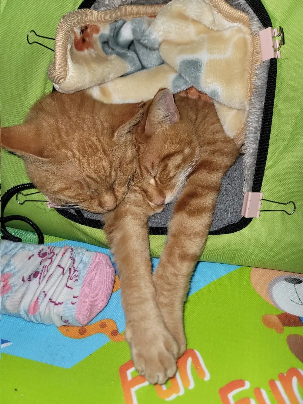 お手々を繋いだまま眠る茶トラ猫の親子
