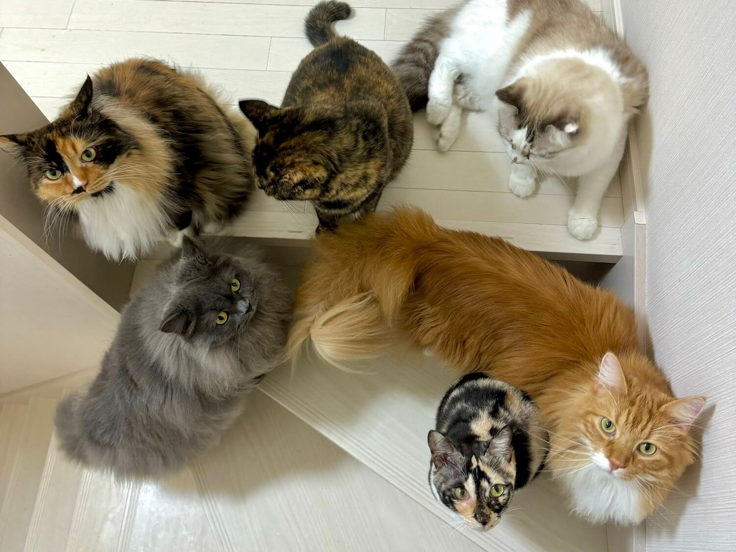 階段を通せんぼする6匹の猫たち