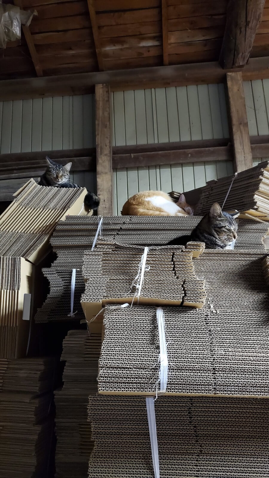 倉庫に高く積まれたダンボールの上でくつろぐ猫たち