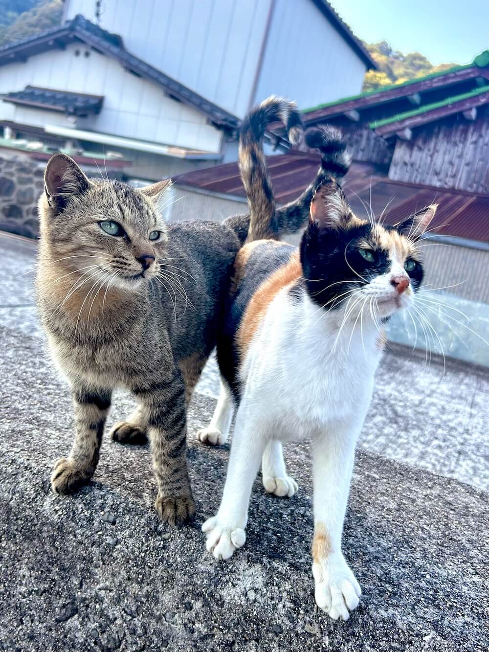 四国の猫島・佐柳島ので暮らす猫たち