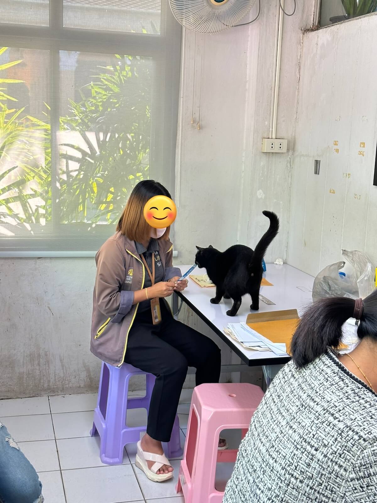 役所のスタッフからチャオちゅーるをもらう猫 in タイのプーケット