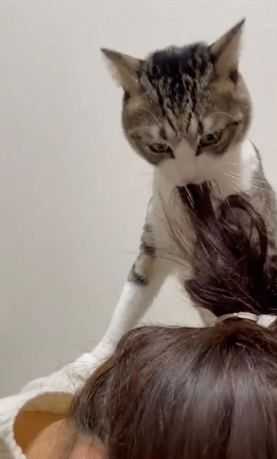 飼い主さんの髪の毛を噛んで引っ張る猫