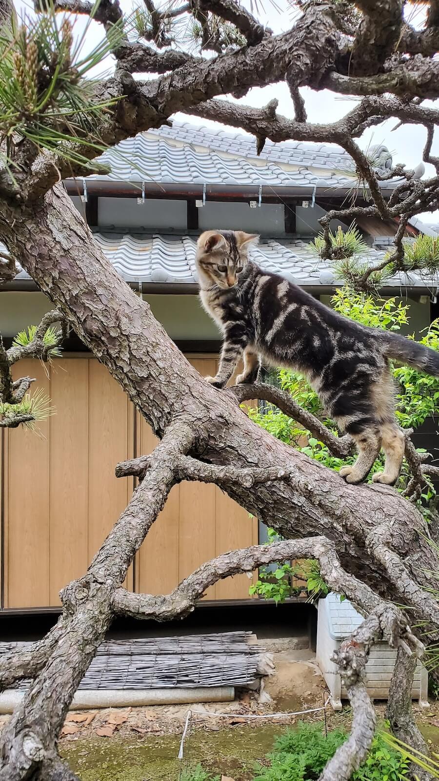 松の木を上る猫