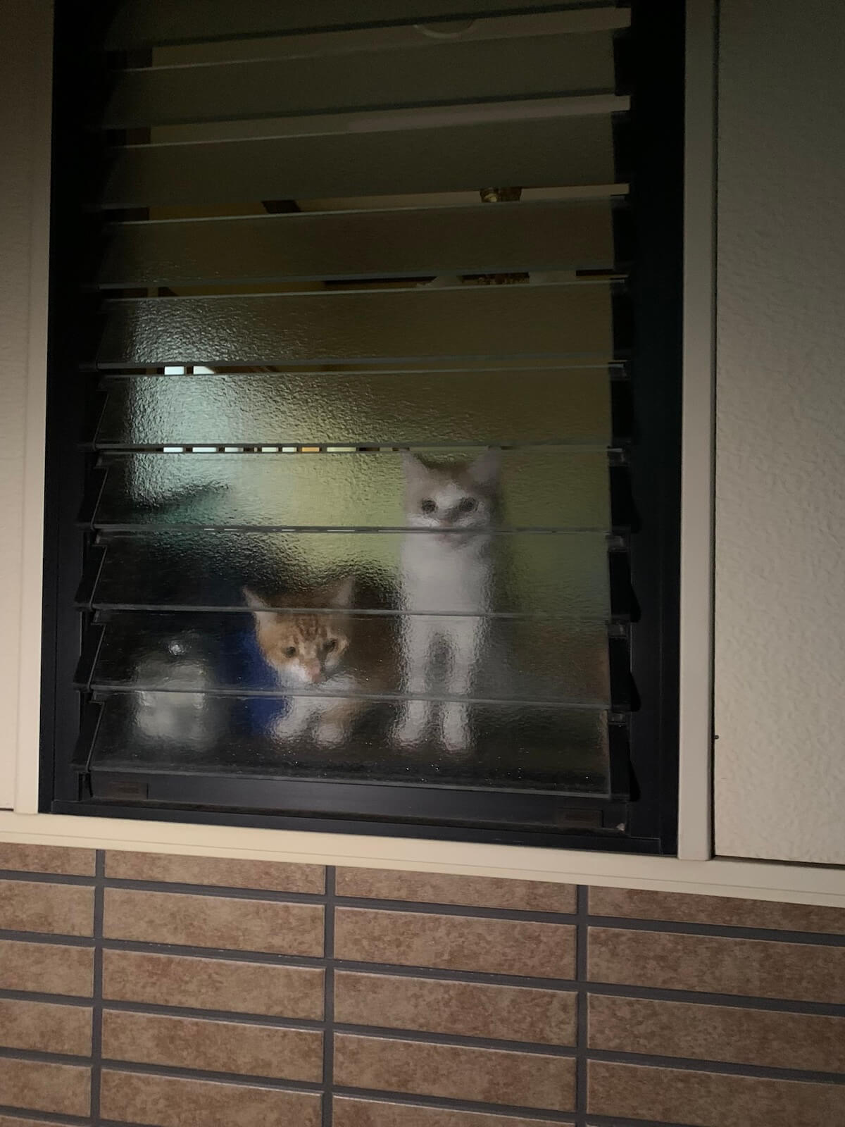 曇りガラスのルーバー越しに見つめてくる猫たち