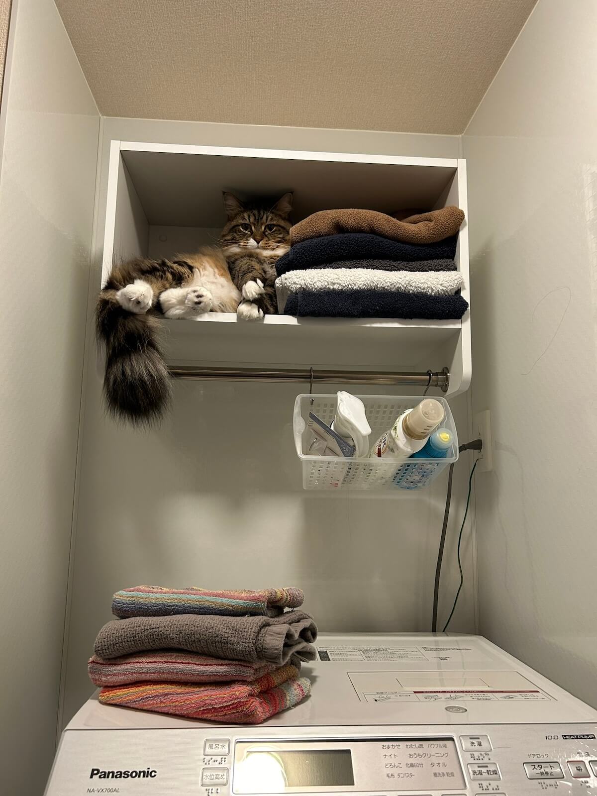 タオルの収納棚に入り込む猫