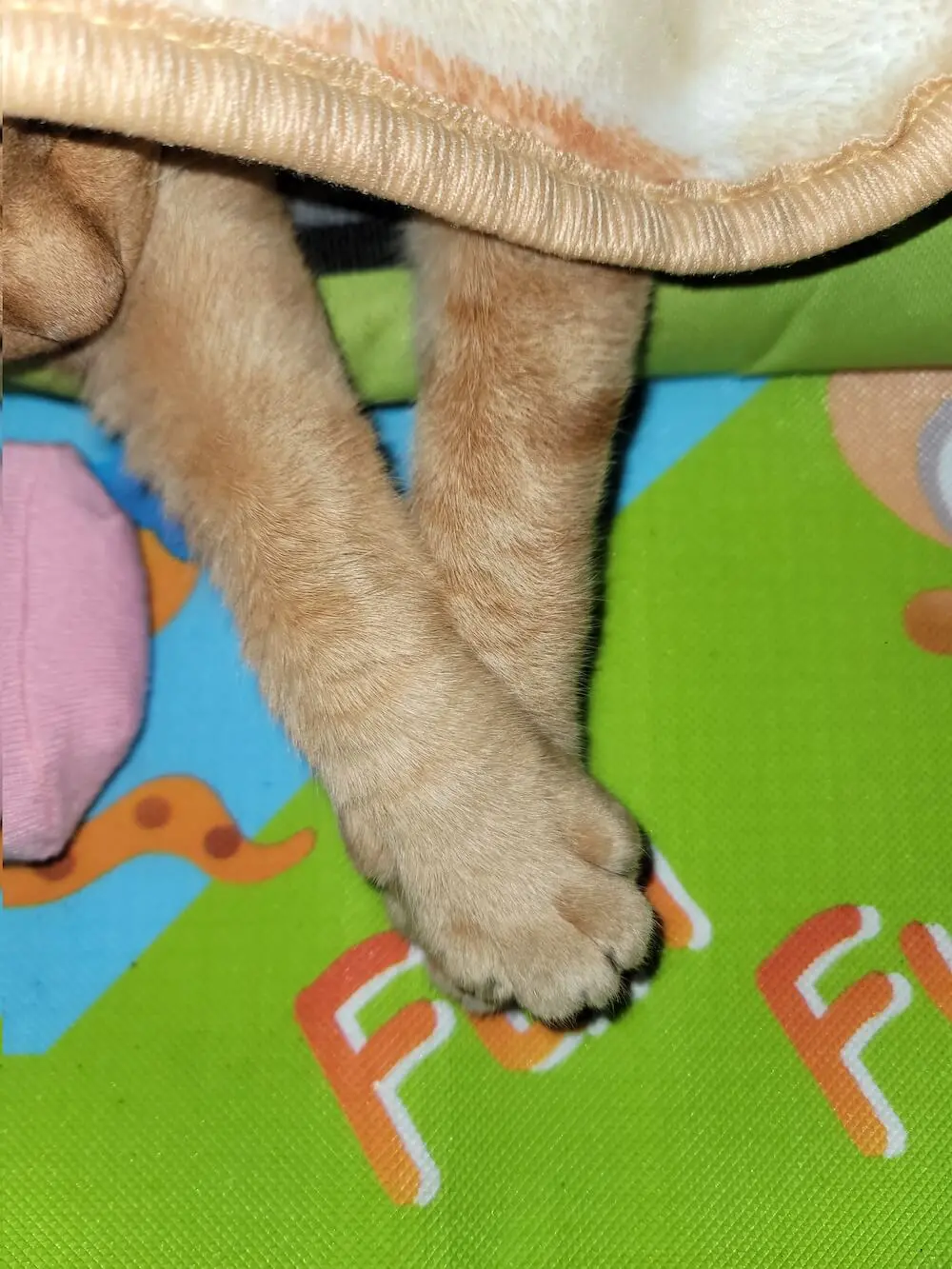 手を重ねたまま眠る猫の手