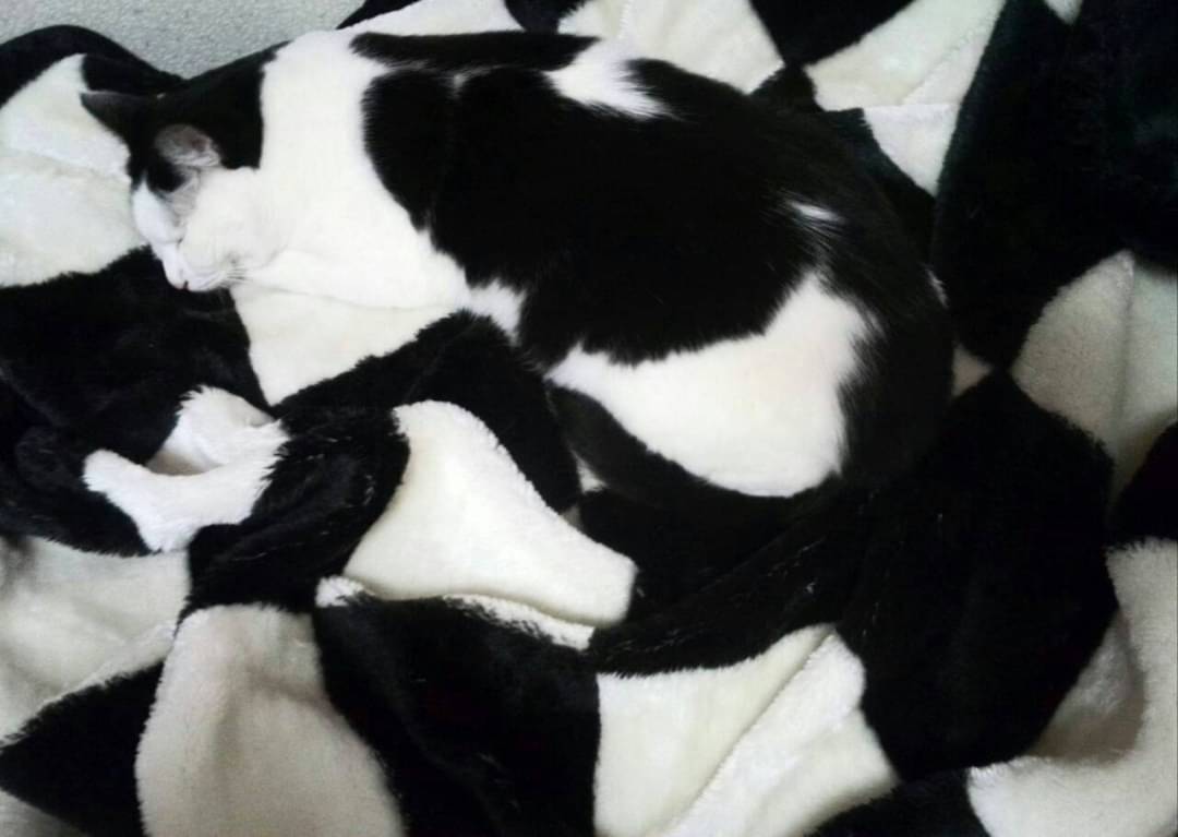 白黒模様が保護色になった猫の写真