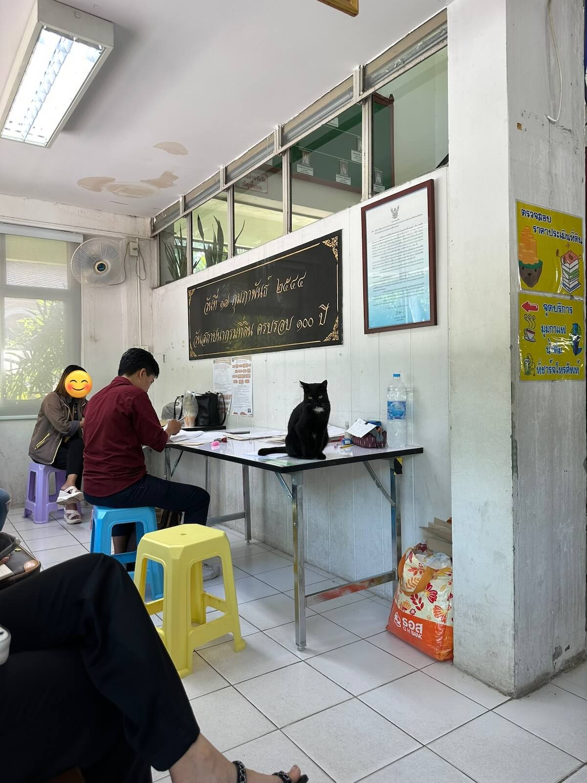 タイの役所のテーブルに座る猫