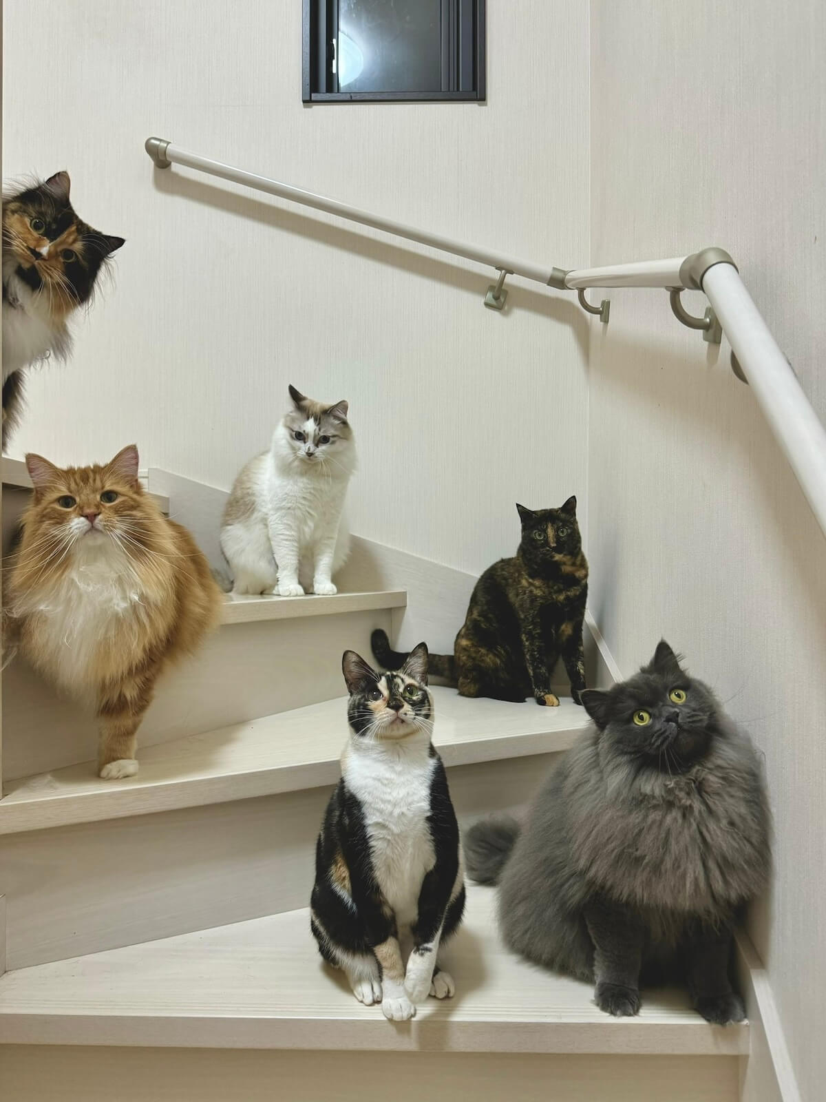 家の階段に集まる6匹の猫たち