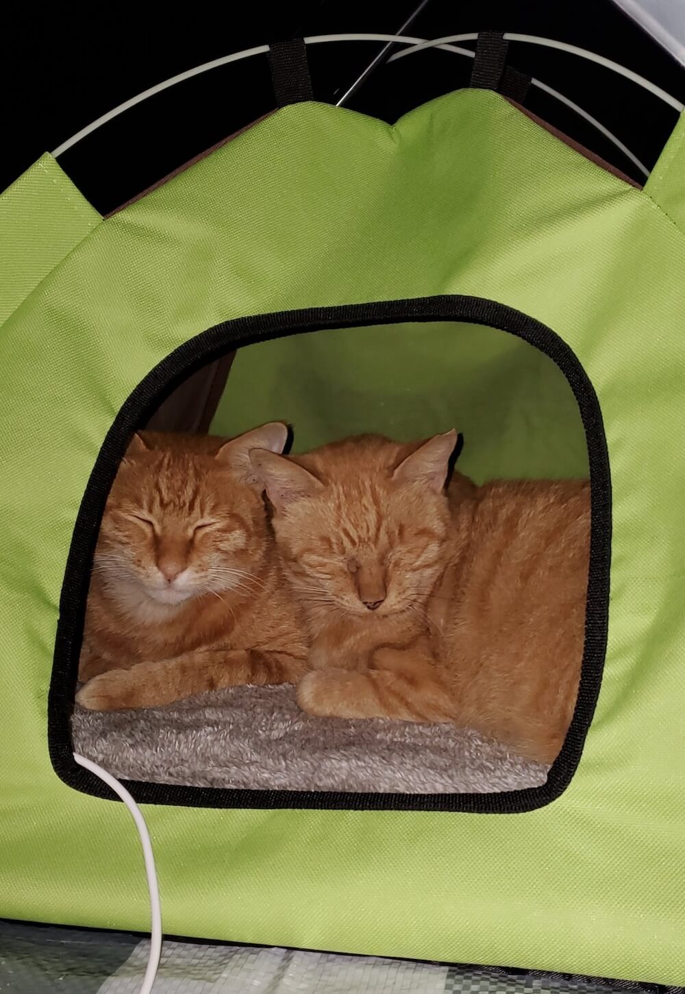 河川敷に設置した小型テントの中で眠る地域猫