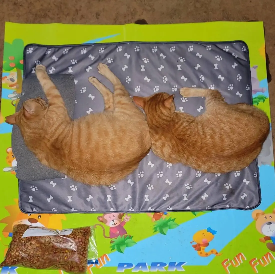 河川敷でお世話をしてもらっている茶トラ猫の親子
