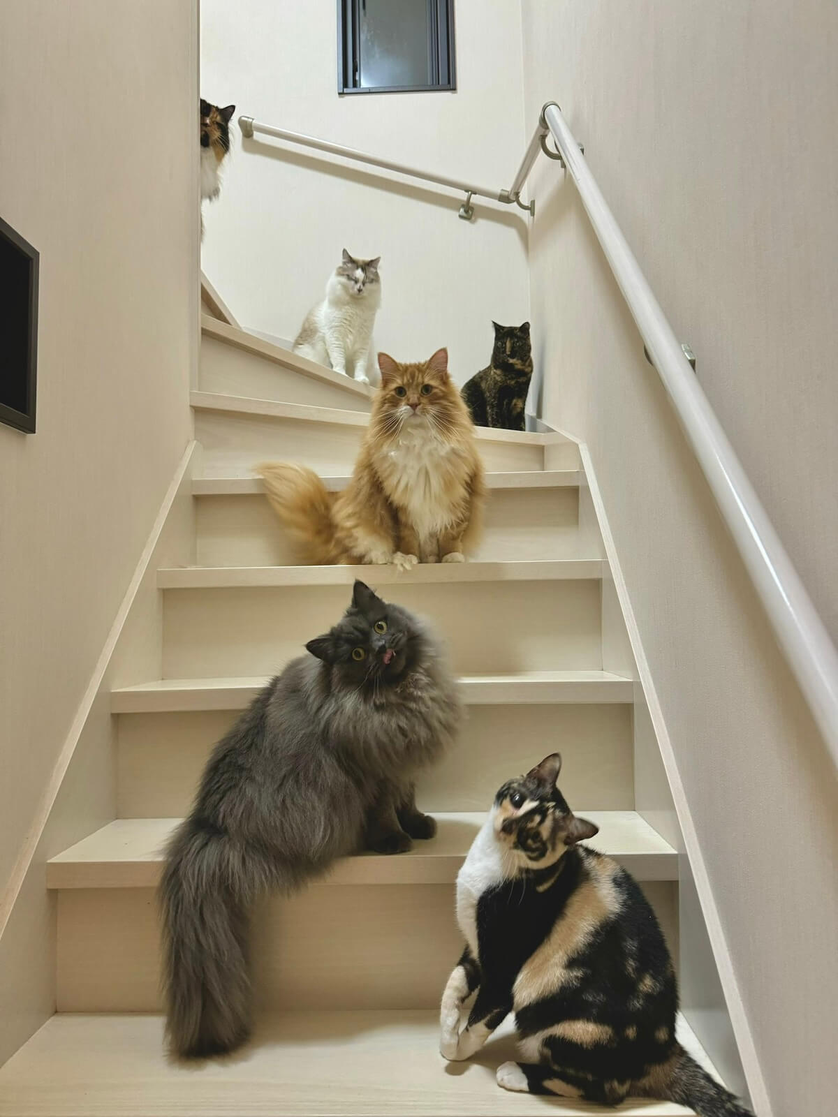 階段に座る6匹の猫