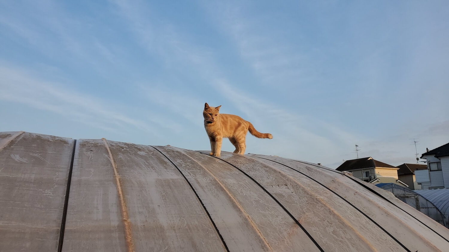 ビニールハウスの屋根の上に乗る猫