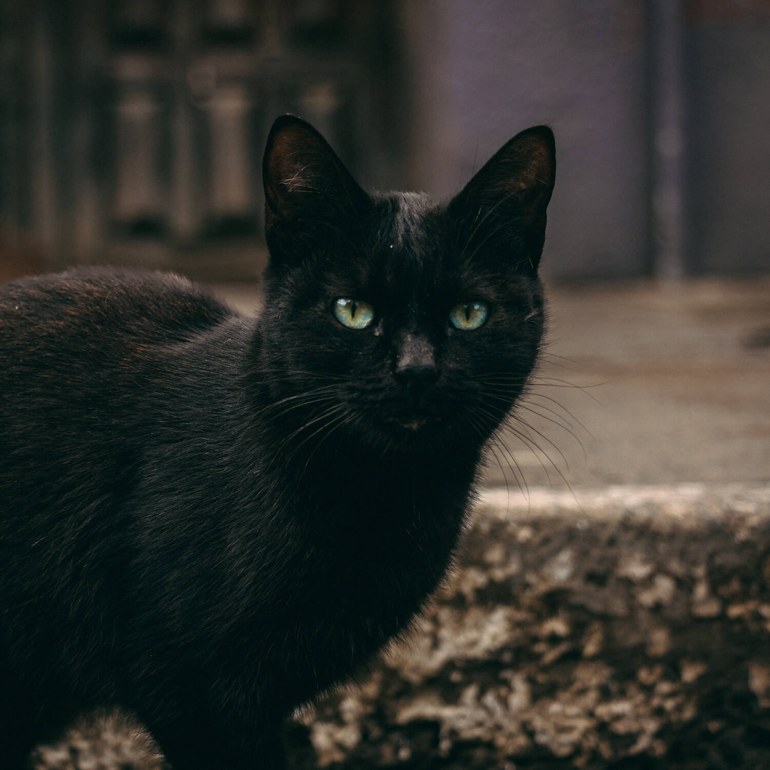 黒猫のイメージ写真