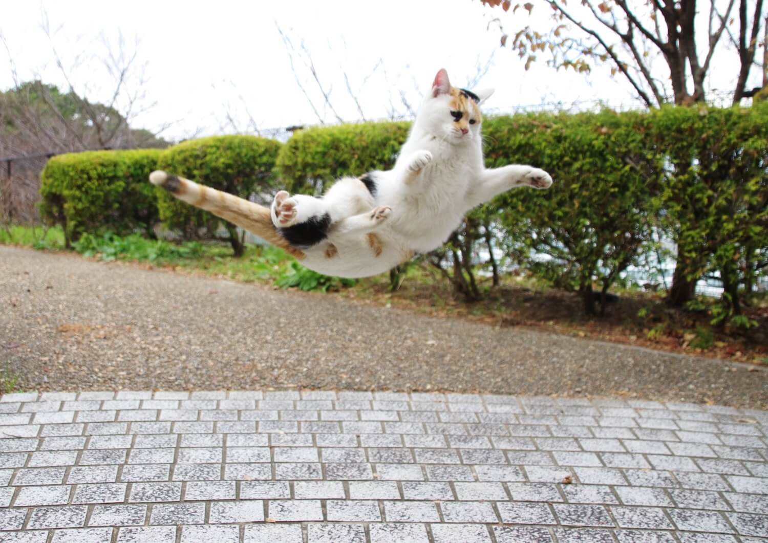 ジャンプで空中に浮く猫のイメージ写真