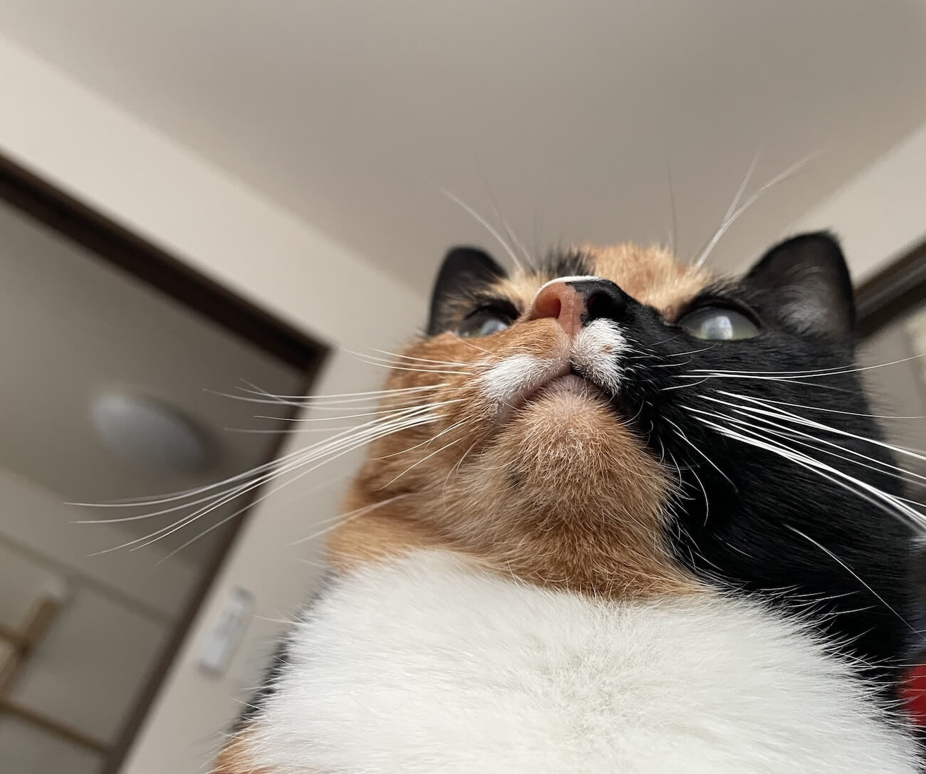 猫の胸毛のイメージ写真