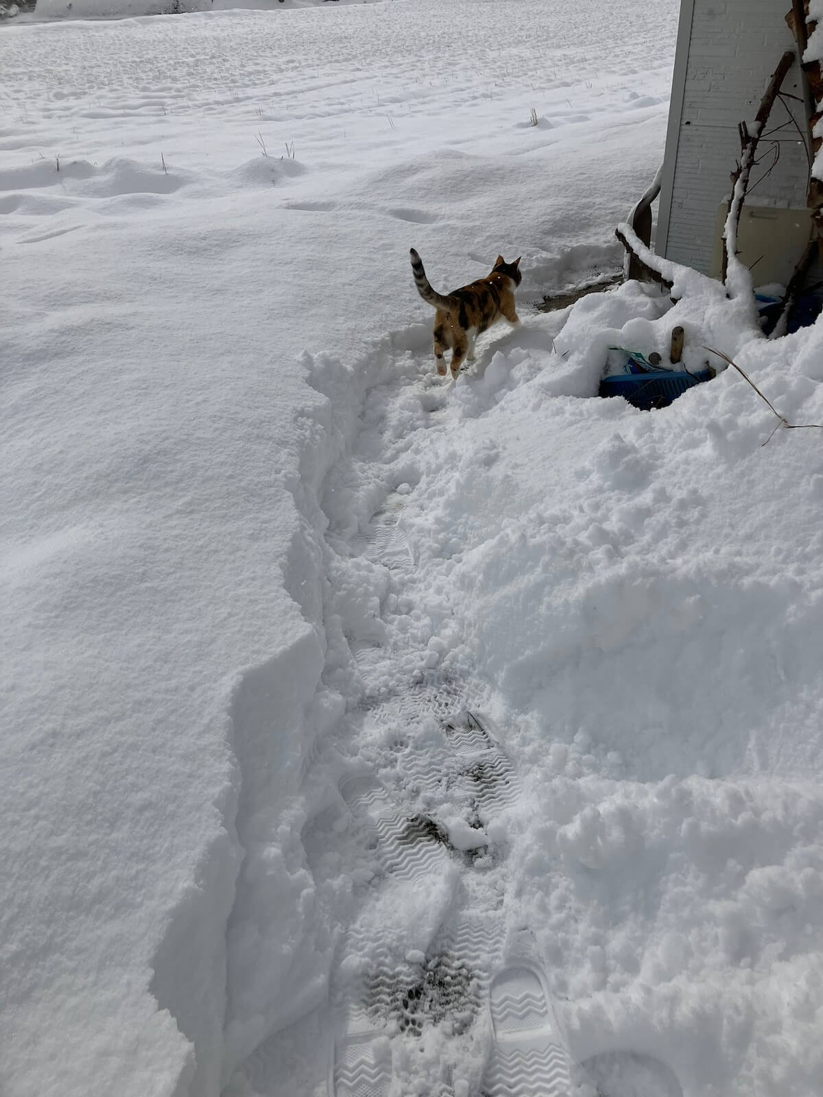 降り積もった雪の中を歩いていく三毛猫のおこめちゃん