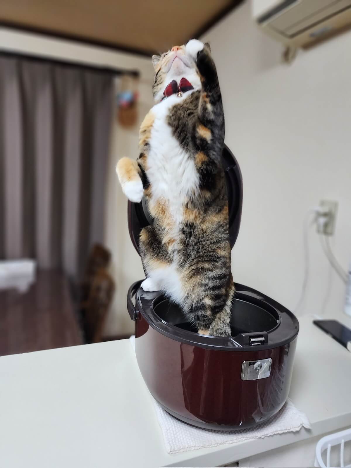 炊飯器の上にがに股で立ち上がる猫