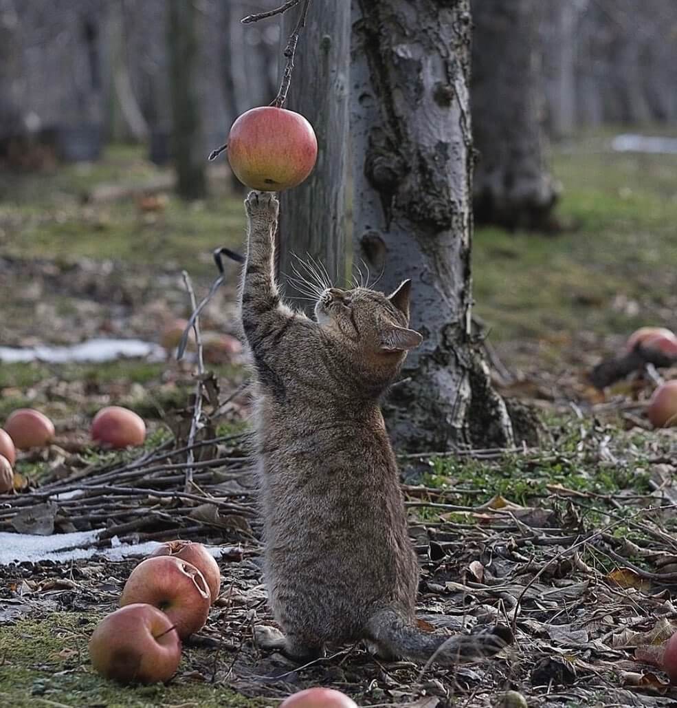 りんごに手を伸ばすリンゴ農園で暮らす猫