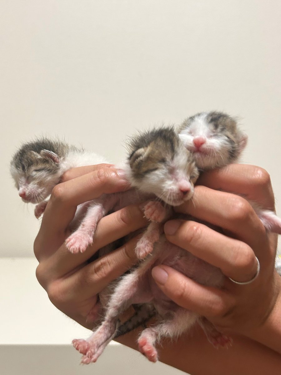 保護された3匹の猫の赤ちゃん